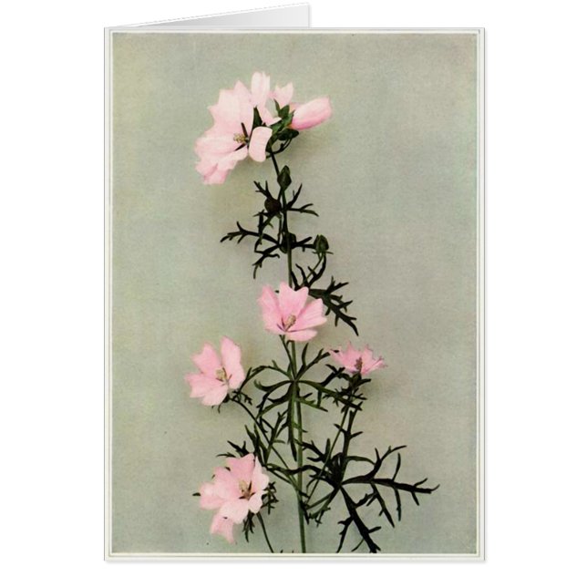 Belles Fleurs Roses Fleurs Sauvages (Devant)