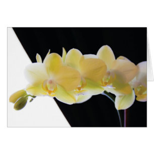 Belles orchidées de matin