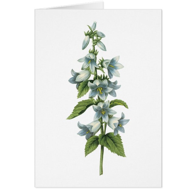 bellflower(Campanula sp.) by Redouté (Front)