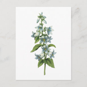 bellflower(Campanula sp.) by Redouté Postcard