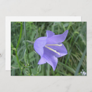 Bellflower Holiday Card