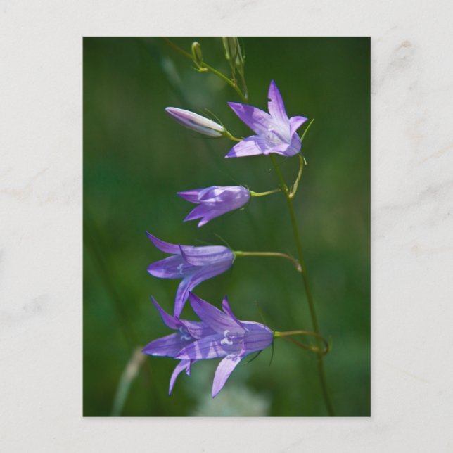 Bellflower Postcard (Front)