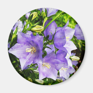 Bellflowers Magnet