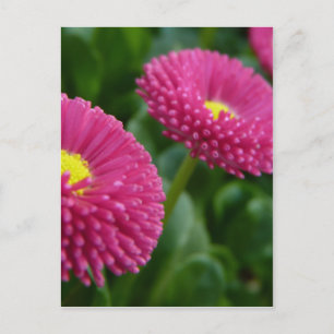 Bellis perennis Pomponette English Daisies Postcard