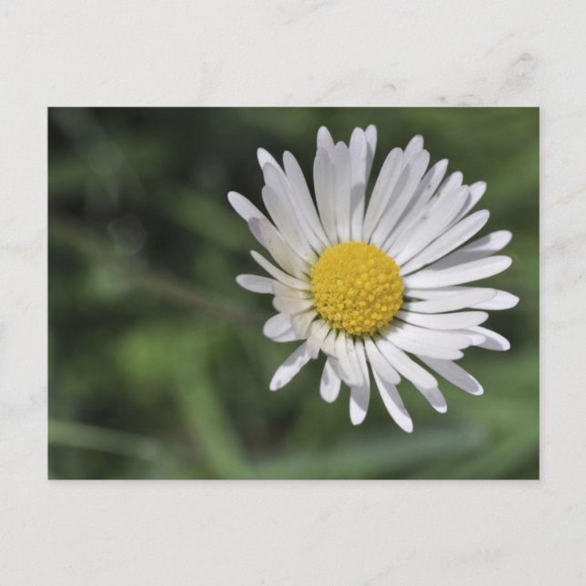 Bellis perennis postcard (Front)