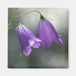 bells of secrets magnet
