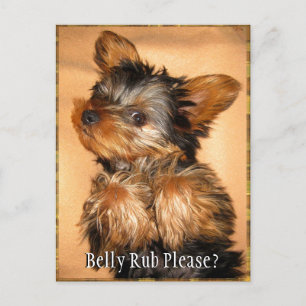 Belly Rub for a Yorkie? Postcard