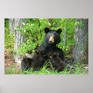 Belly Up Momma Bear and Twin Cubs Poster