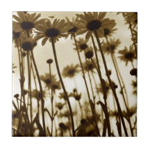 Below daisies