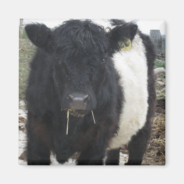Belted Galloway Cow Eating Hay Magnet (Front)