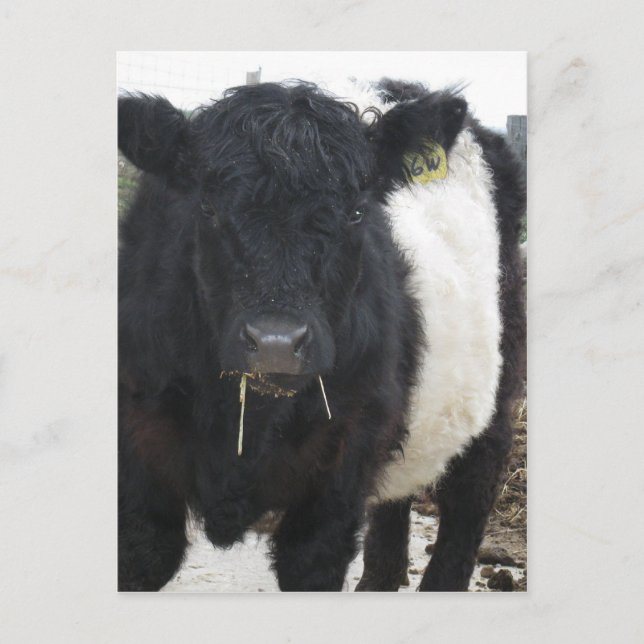 Belted Galloway Cow Eating Hay Postcard (Front)