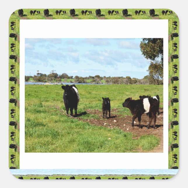Belted Galloway Cow Generations, Square Sticker (Front)