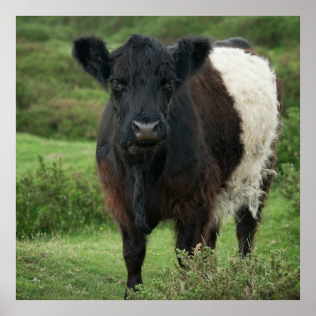 Belted Galloway Cow Poster (Front)
