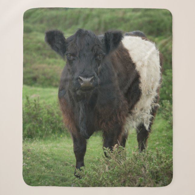 Belted Galloway Cow Sherpa Blanket (Front)
