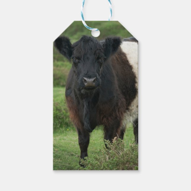 Belted Galloway Cow Sticker Gift Tags (Front)