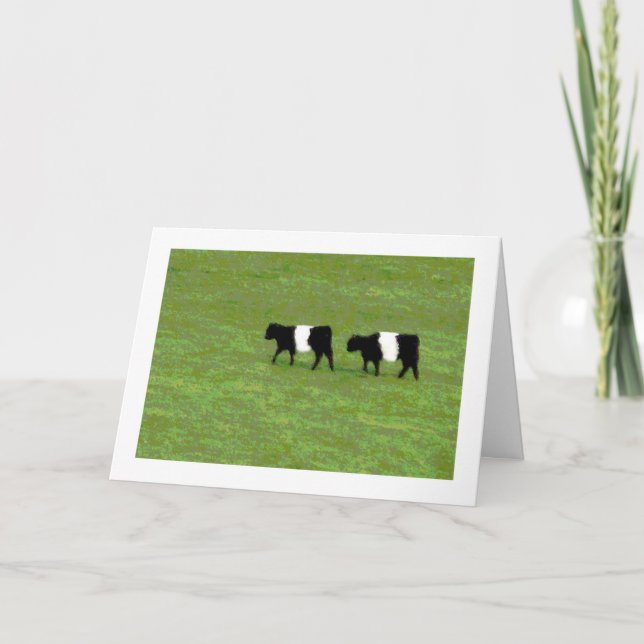 Belted Galloway cows card (Front)