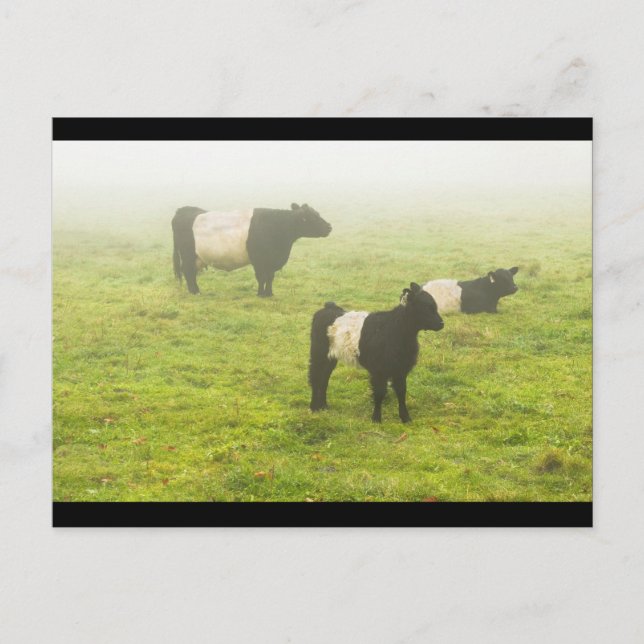 Belted Galloway Cows Grazing In foggy Farm Field Postcard (Front)