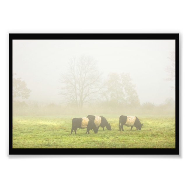 Belted Galloway Cows Grazing On foggy Farm Field Photo Print (Front)