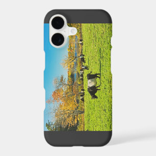Belted Galloway Cows Grazing On Grass In Fall