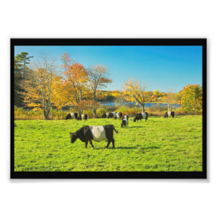 Belted Galloway Cows Grazing On Grass In Fall Photo Print