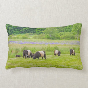 Belted Galloway Cows in Pasture Rockport Maine Lumbar Pillow