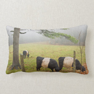 Belted Galloway Cows On Farm In Rockport Maine Lumbar Pillow