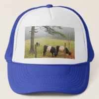 Belted Galloway Cows On Farm In Rockport Maine