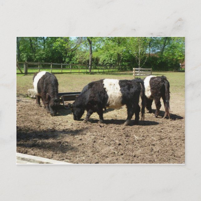 Belted Galloway Postcard (Front)