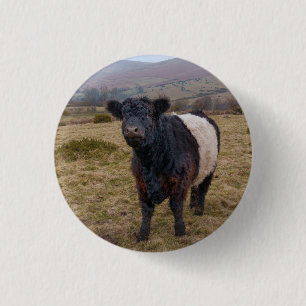 Belted Galloway Standing Proud on Dartmoor Farmlan 1 Inch Round Button