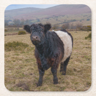 Belted Galloway Standing Proud on Dartmoor Farmlan Square Paper Coaster