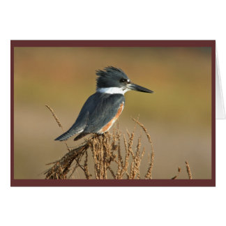 Belted Kingfisher