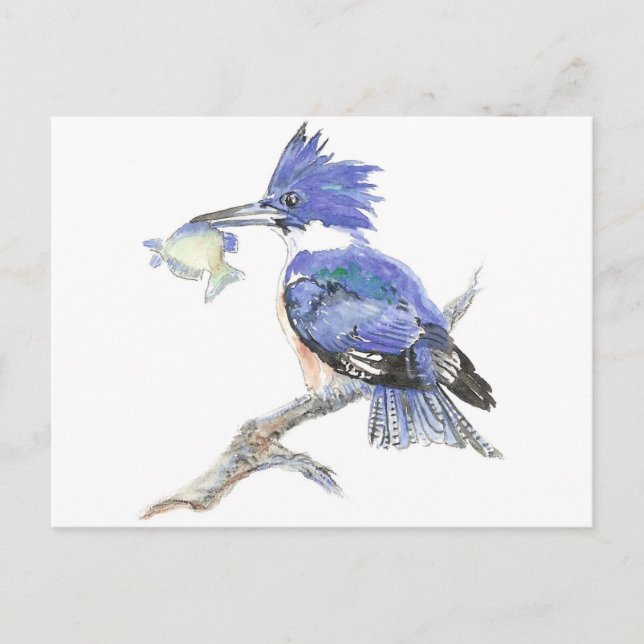 Belted Kingfisher, Bird, Nature, Wildlife, Postcard (Front)
