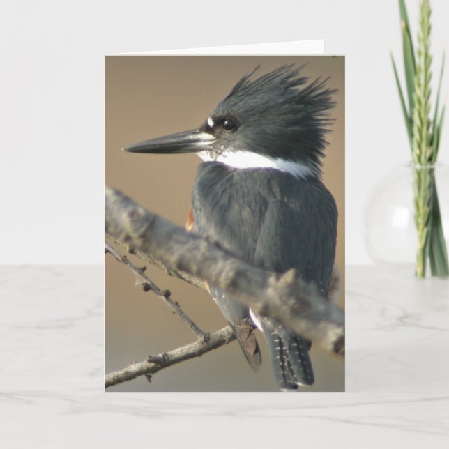 Belted Kingfisher Card (Front)