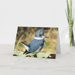 Belted Kingfisher Greeting Card