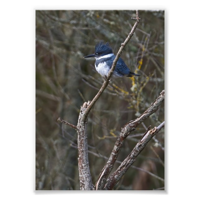 Belted Kingfisher  Guemes Island Photo Print (Front)