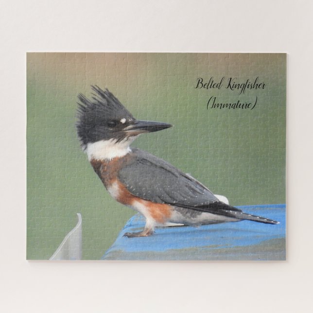 Belted Kingfisher (Immature) Jigsaw Puzzle (Horizontal)