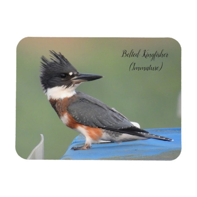 Belted Kingfisher (Immature)   Magnet (Horizontal)