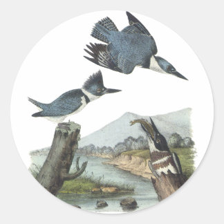 Belted Kingfisher, John Audubon Classic Round Sticker