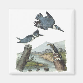 Belted Kingfisher, John Audubon Magnet