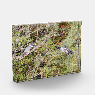 Belted Kingfisher Photo Block