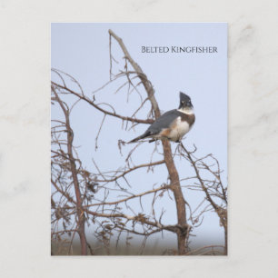 Belted Kingfisher Photo Postcard