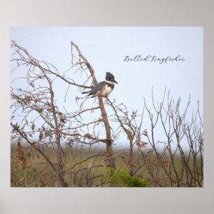 Belted Kingfisher Photo Poster