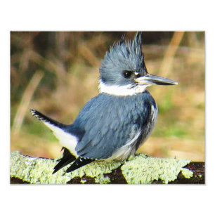 Belted Kingfisher Photo Print