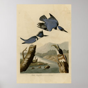 Belted Kingfisher Poster