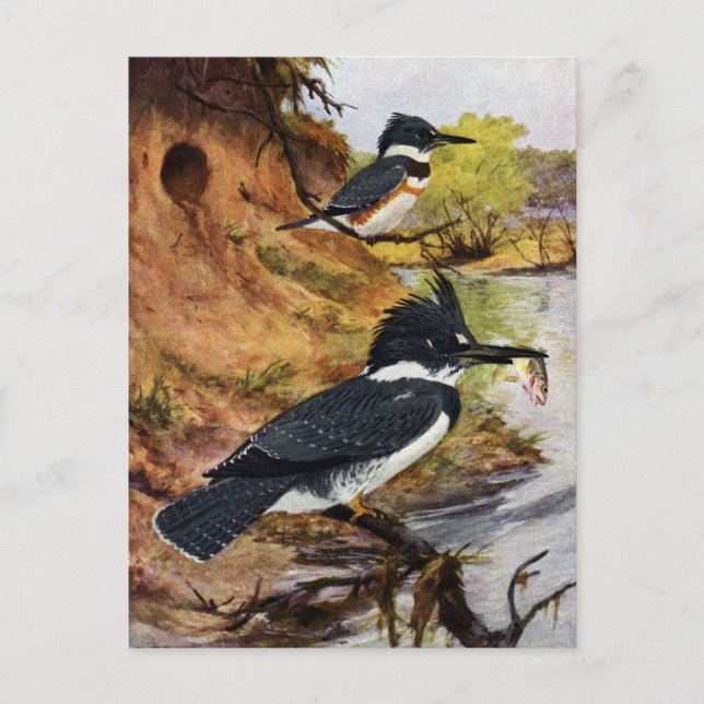 Belted Kingfishers and Their Nest Tunnel Postcard (Front)