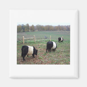 Beltie Cow Herd Along a Trail Magnet