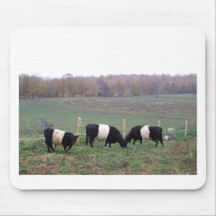 Beltie Cow Herd in Fall Mouse Pad