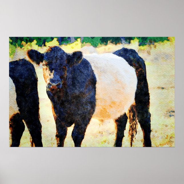 Beltie Cow Watercolor Painting Belted Galloway Art Poster (Front)