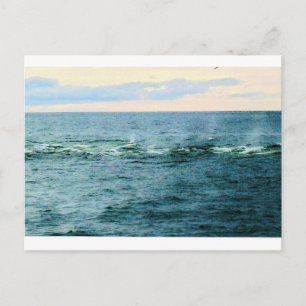 BELUGA (2) POSTCARD