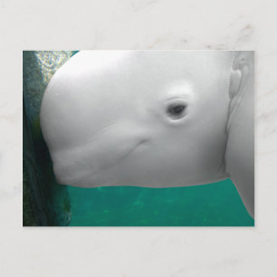 Beluga Watching Postcard